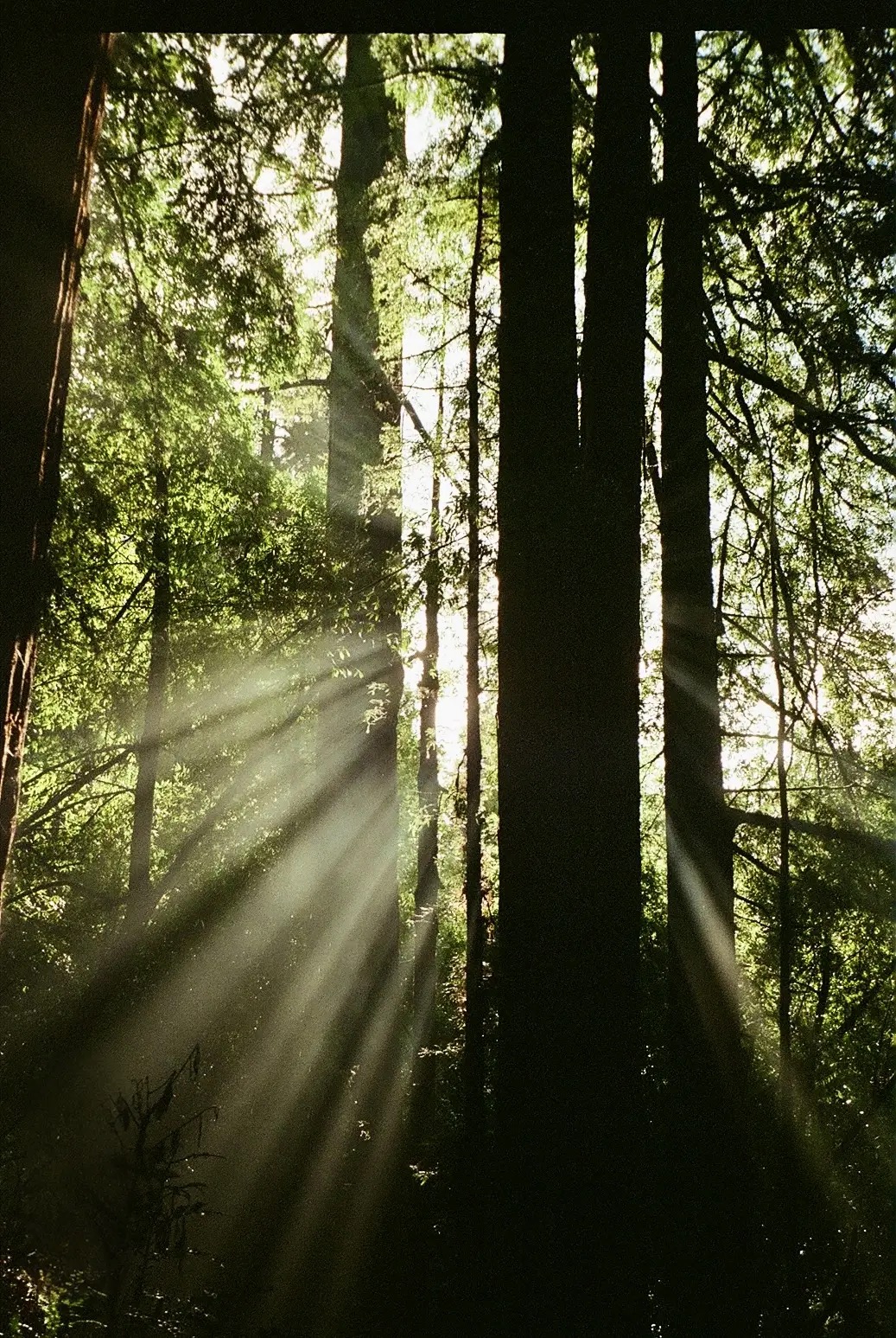 Sunlight in Forest