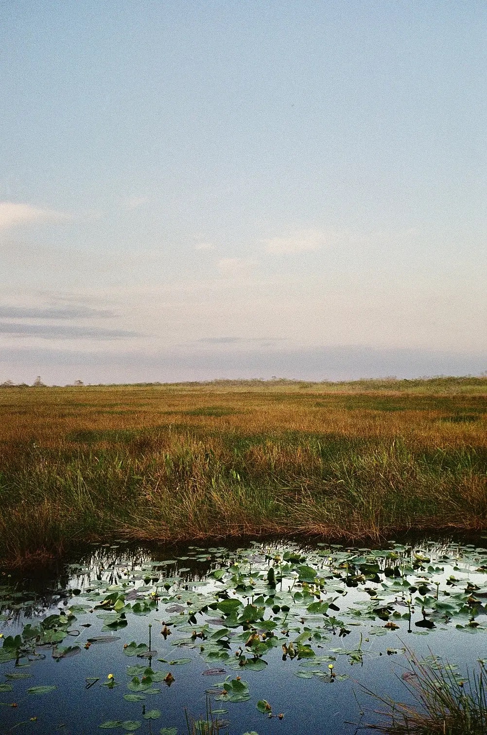 Lily Pond Landscape