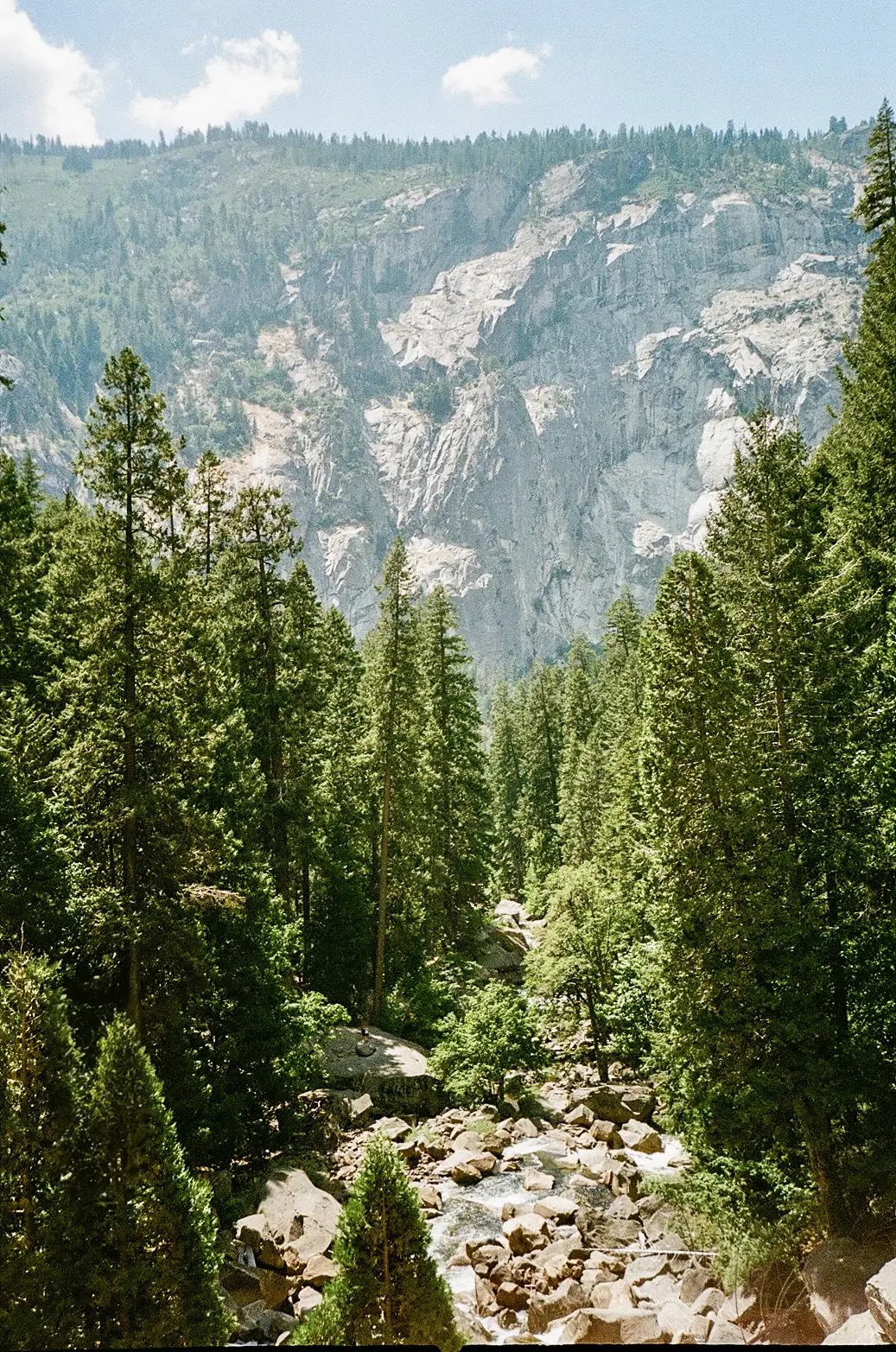 Forest Valley