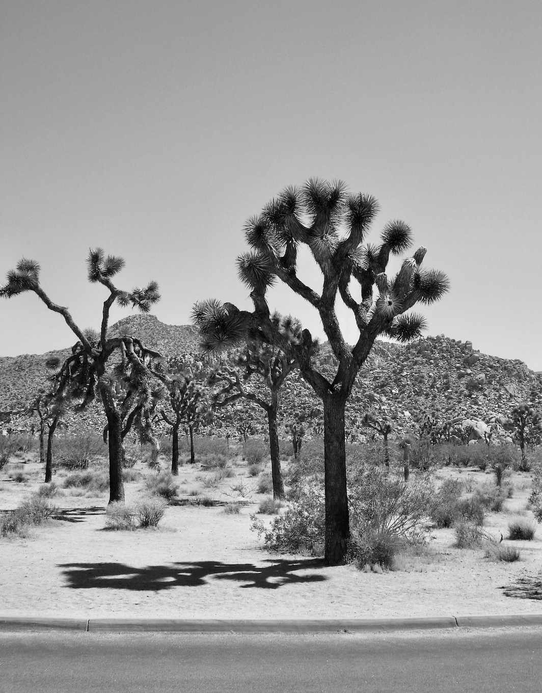 Black and White Desert Scene 1