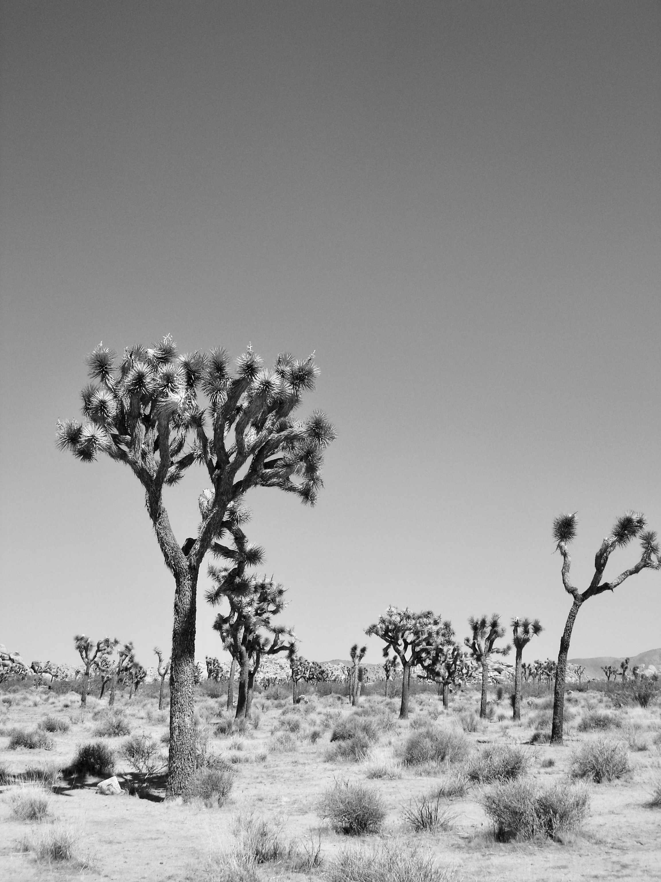 Black and White Desert Scene 2