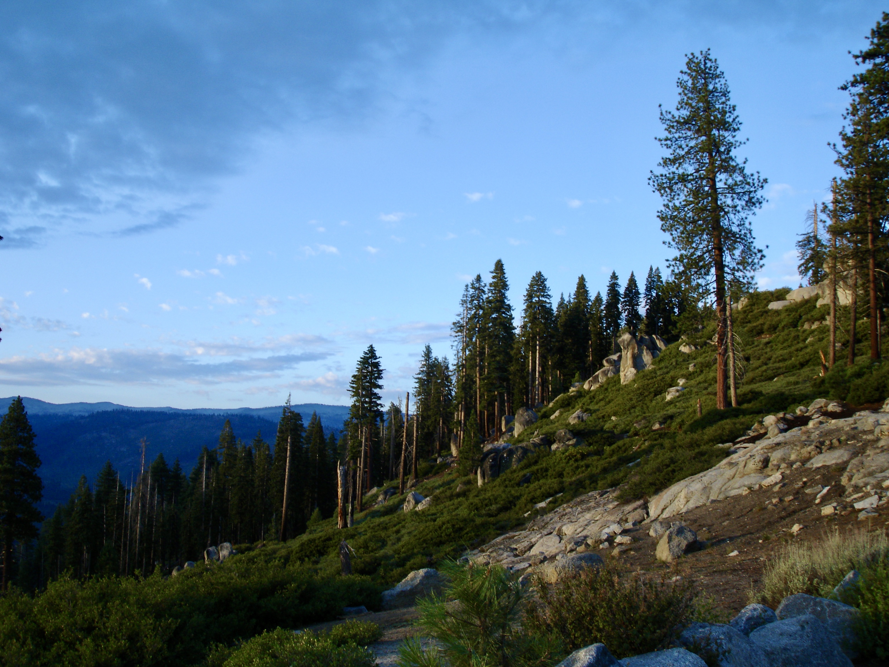 Forest at Sunset
